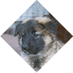 Grimmendans Xena