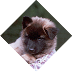 Grimmendans Zigor